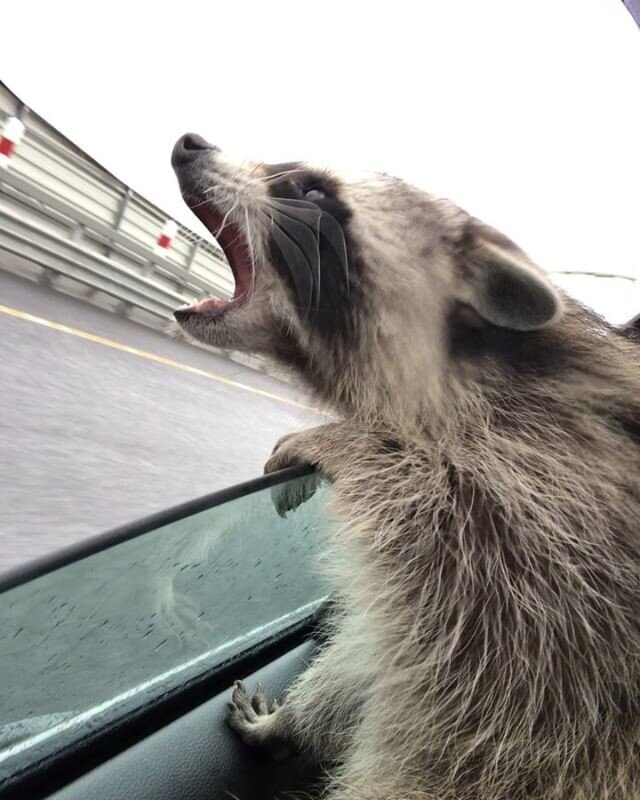 Енотиха Ева ловит капельки дождя