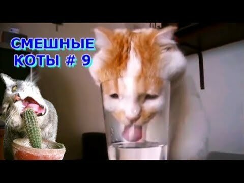 Улетные приколы с котами