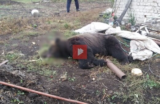 Медведь удрал из частного зоопарка под Воронежем и растерзал прохожего