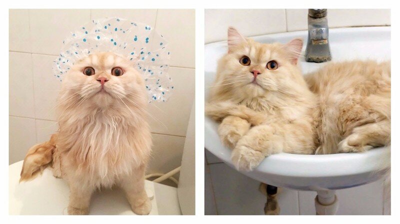 Сумасшедший кот, который обожает принимать душ