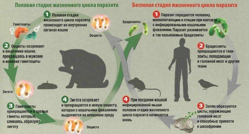 Паразиты способные управлять поведением своих хозяев