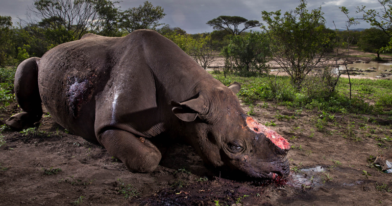 Душераздирающий снимок убитого носорога стал победителем Wildlife Photographer of the Year 2017