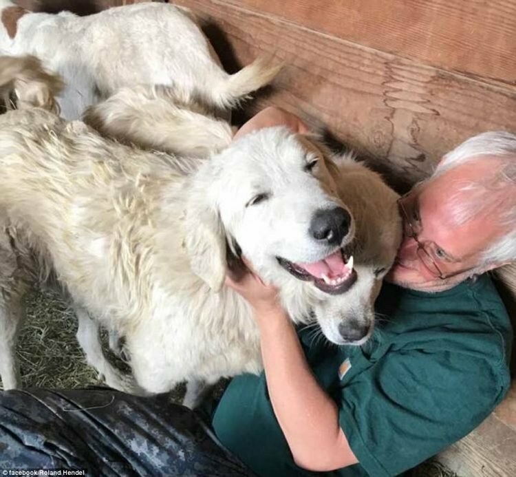 Пастушья собака спасла свое стадо в жутком лесном пожаре, где были бессильны люди