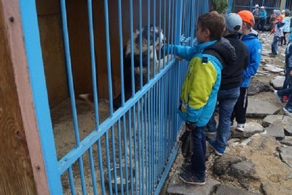 В Иркутске ощенился стерилизованный и мертвый по документам кобель