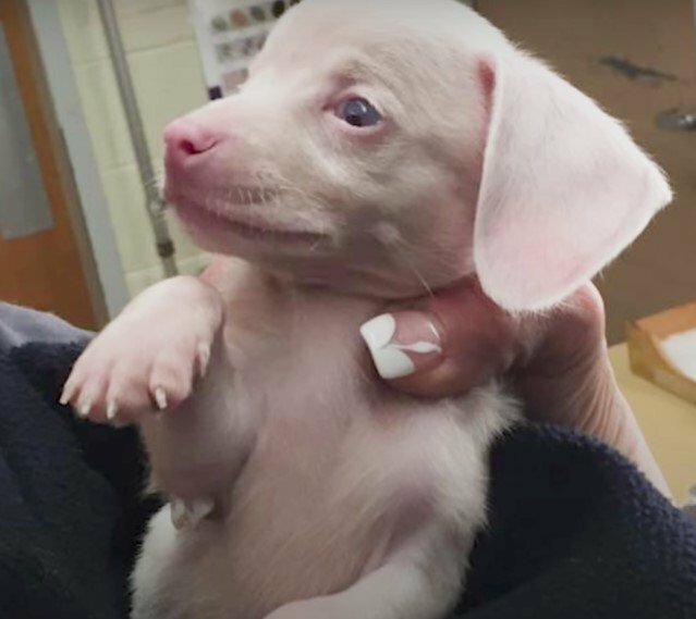 Малыш Поросенок родился глухим и слепым… но даже у таких щенков бывает счастье