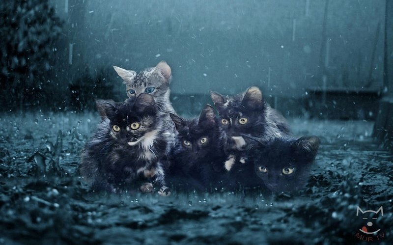 Ночь. трасса. дождь. и пятеро котят