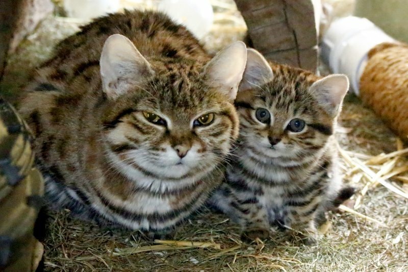 В зоопарке штата юта родился редкий черноногий котенок