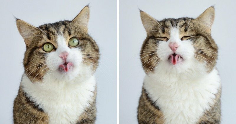 Знакомьтесь, очаровательный кот Рекси - обладатель самого гибкого языка