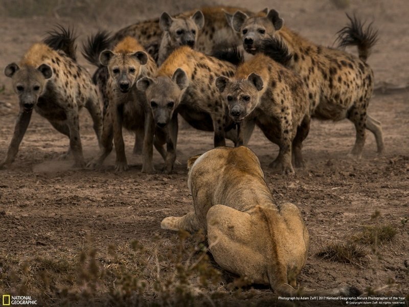 Снимки National Geographic