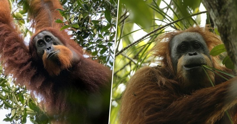 В Индонезии обнаружен новый вид орангутанов