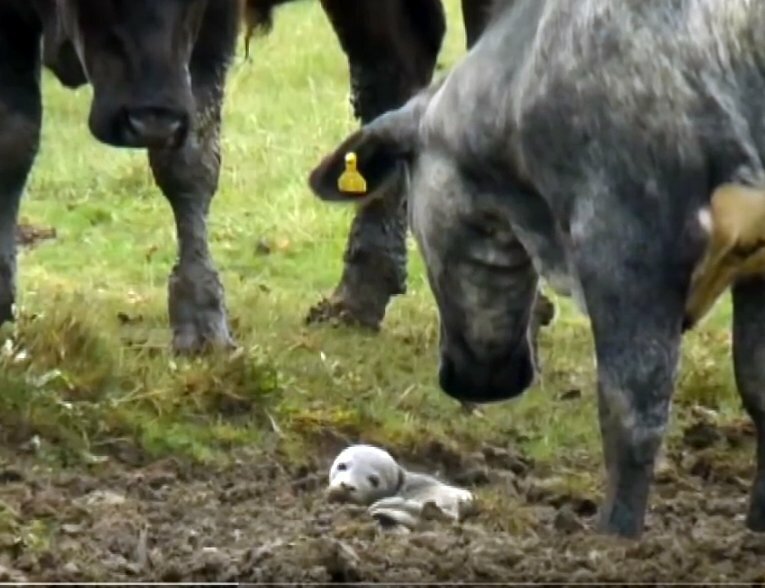Тридцать коров собрались и с любопытством разглядывают что-то в грязи