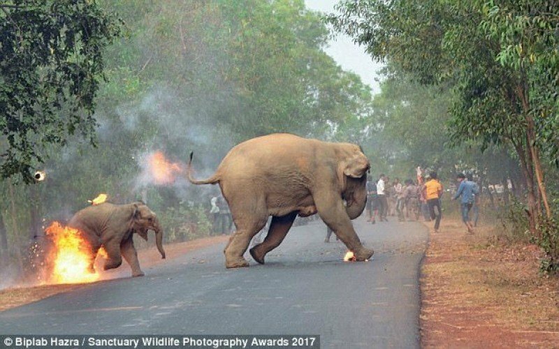 Шокирующее фото со слонихой и слоненком, бегущими от огня, получило награду
