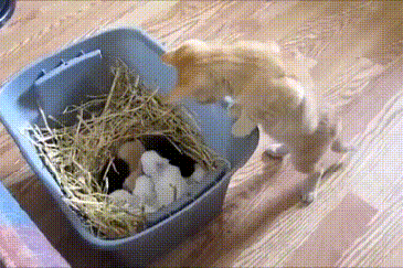 Кот присматривает за крольчатами