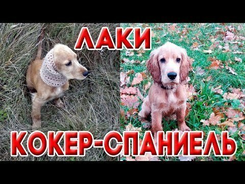 Английский кокер спаниель