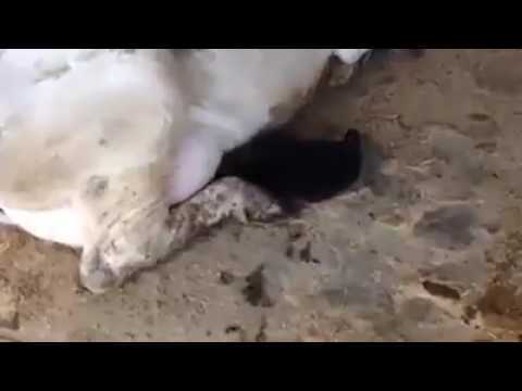 Застукали с поличным
