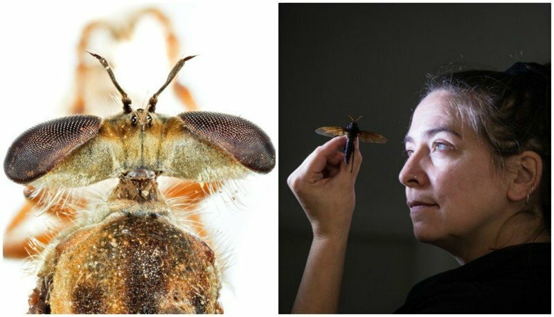 Триллионы мух: почему мухи так важны для нашей планеты?