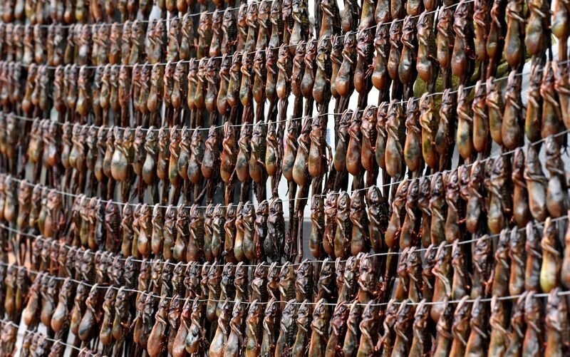 Цена вечной молодости: китайцы истребляют лягушек для приготовления традиционного снадобья красоты