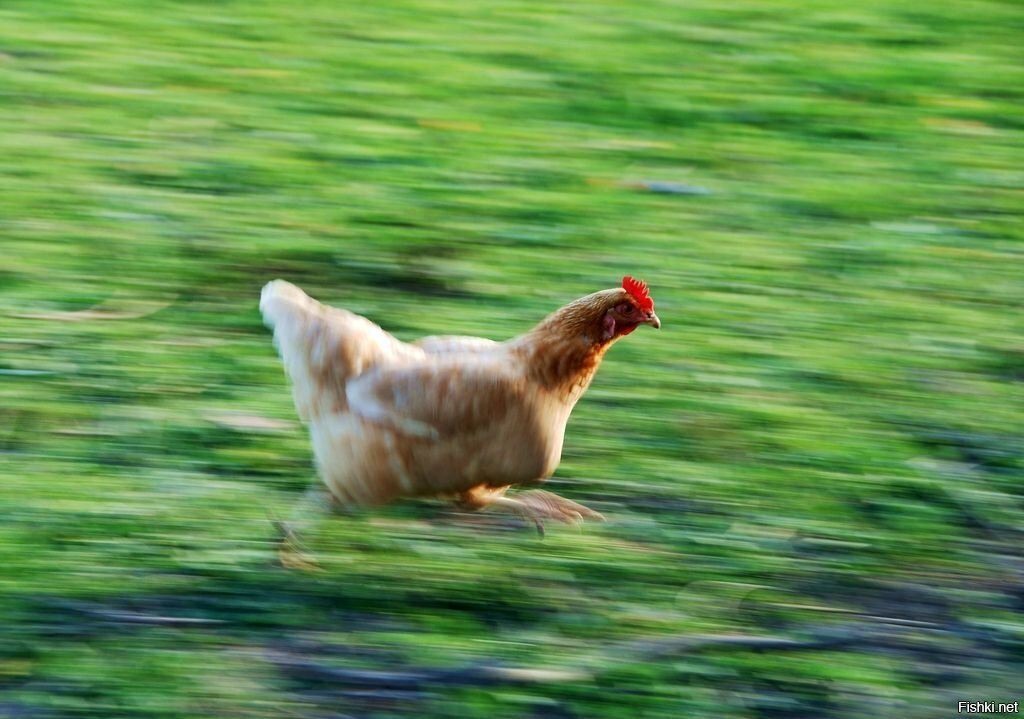 Гром гремит, земля трясётся -