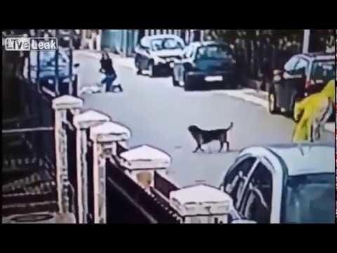 Бездомный пес спасает девушку от грабителя и другое
