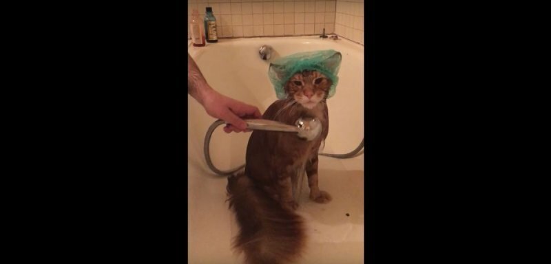 Кот с нордическим характером принимает ванну