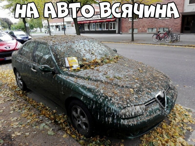 Автовсячина