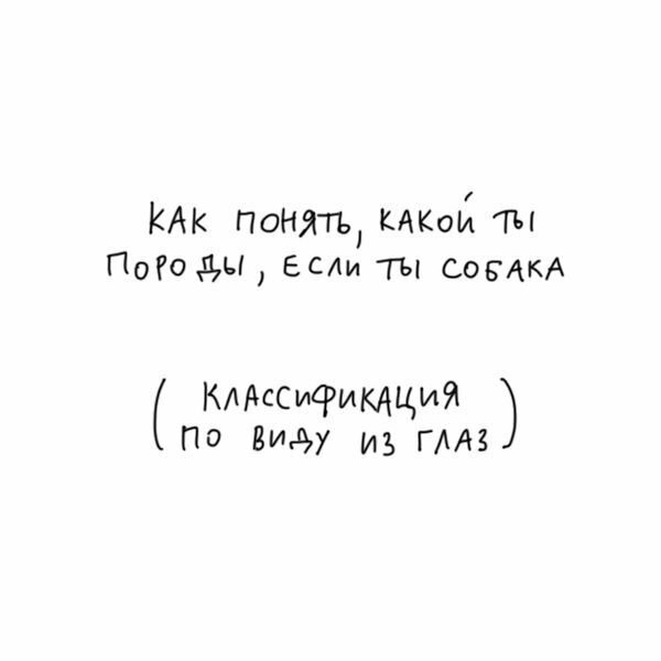 Как собаке разобраться, какой она породы