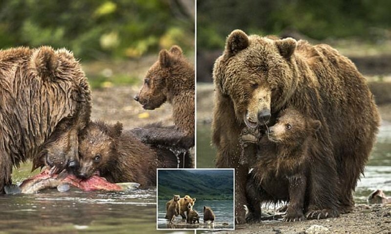 Фотограф воспользовался шансом поближе познакомиться с медвежьим семейством