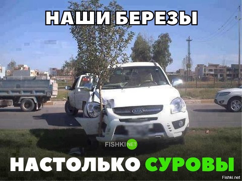 Суровые Русские березы.