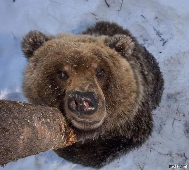 слезай давай