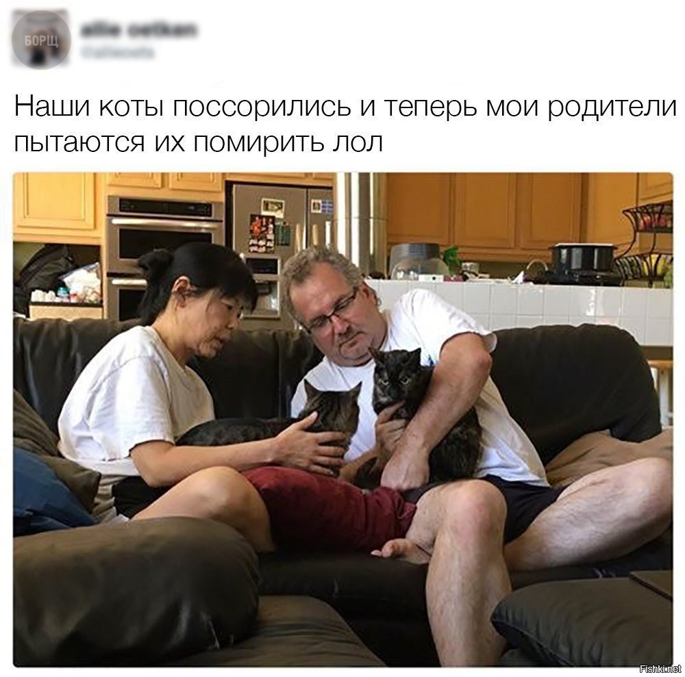 Примирение котов.