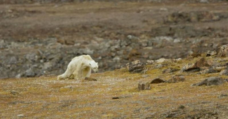 До слез: последние моменты жизни белого медведя, обессилевшего от голода