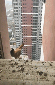 Полет храброй курицы