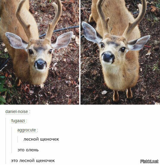 Лесной щеночек