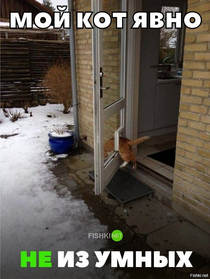 Кот явно не из умных