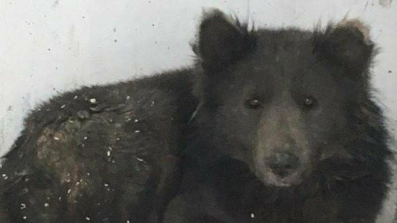 «Песемишка или медвебака?»: в сети обсуждают необычного пса из Челябинска