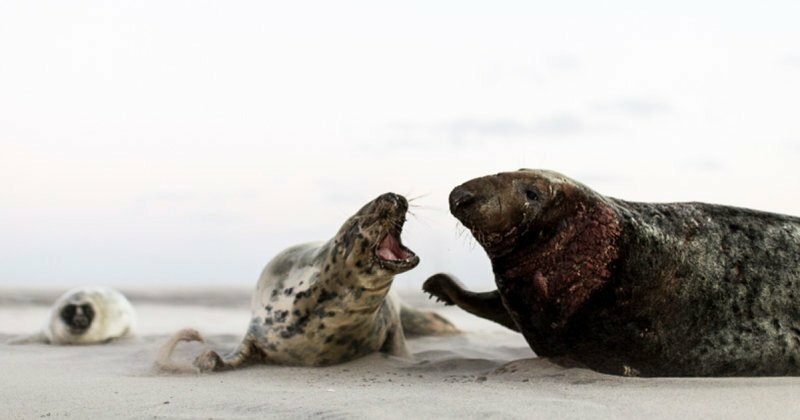 Остров Сейбл - заповедник крупнейшей в мире колонии тюленей-тевяков
