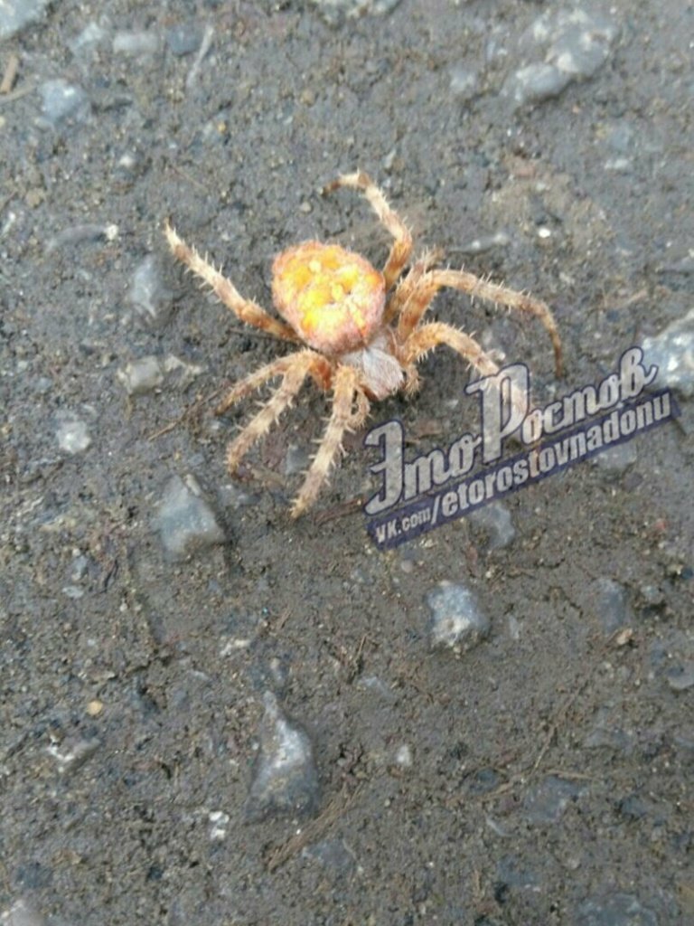 Ростовчан испугал необычный паук на улице города
