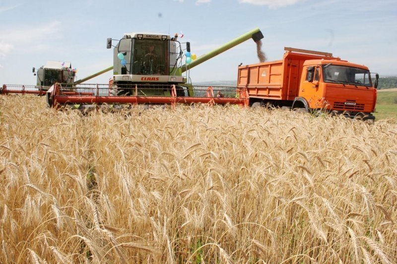 Зерновая арифметика для государства: алтайский фермер разложил «полцены»