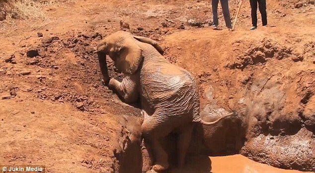 Все хорошо, что хорошо кончается: спасение слона, застрявшего в яме