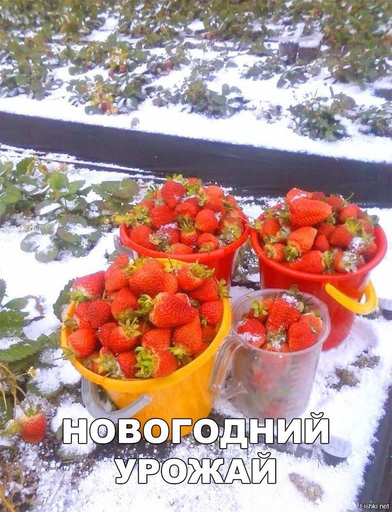 Новогодний урожай
