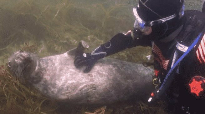 Тюлень подплыл к аквалангисту и показал лапкой ЧЕГО именно хочет