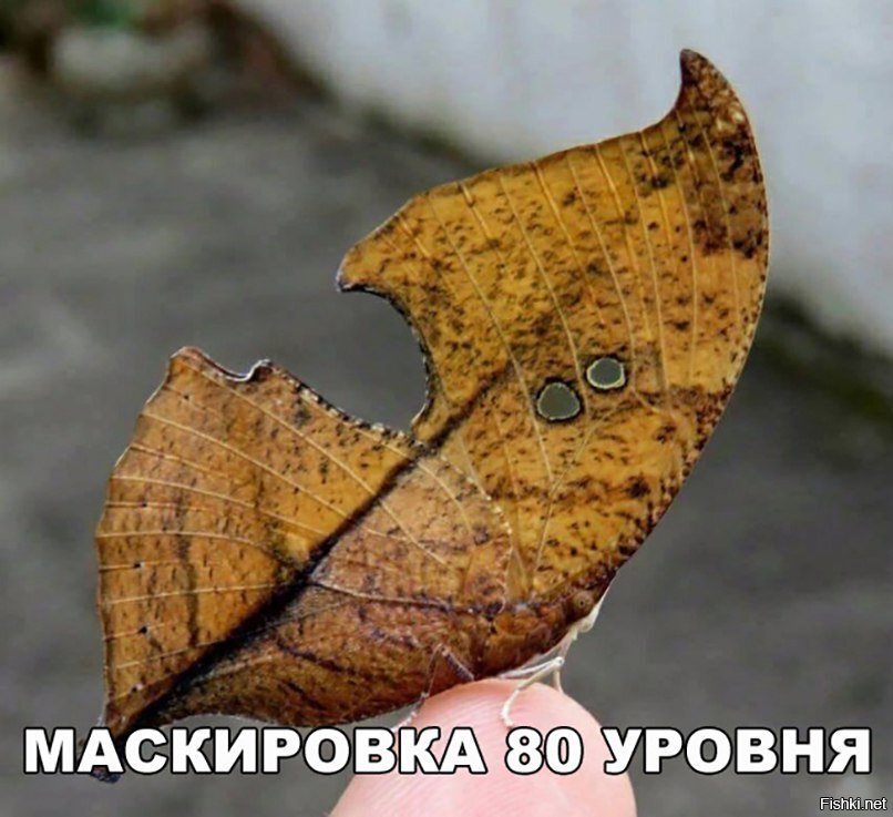 Маскировка 80 уровня