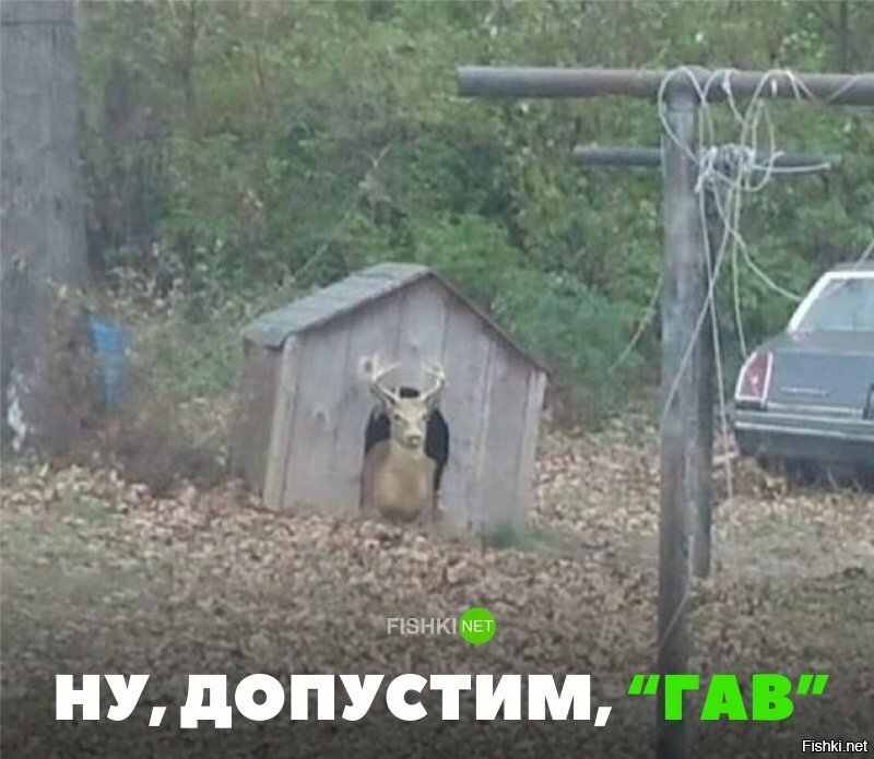 Ну, допустим, гав!