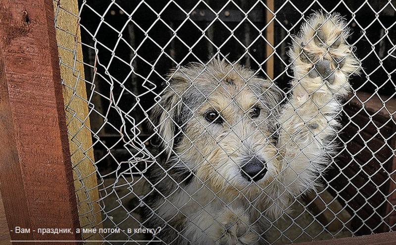 Зоозащитники предупреждают: В год Собаки псов сперва будут дарить, а потом выбрасывать