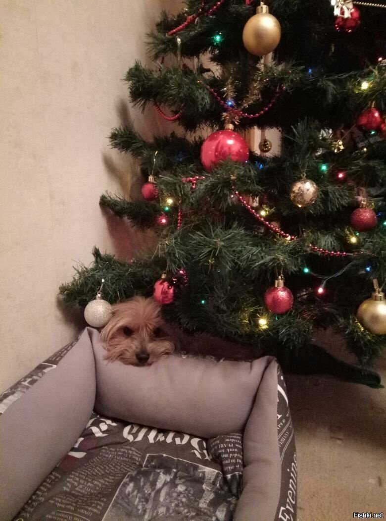 Мой собакен