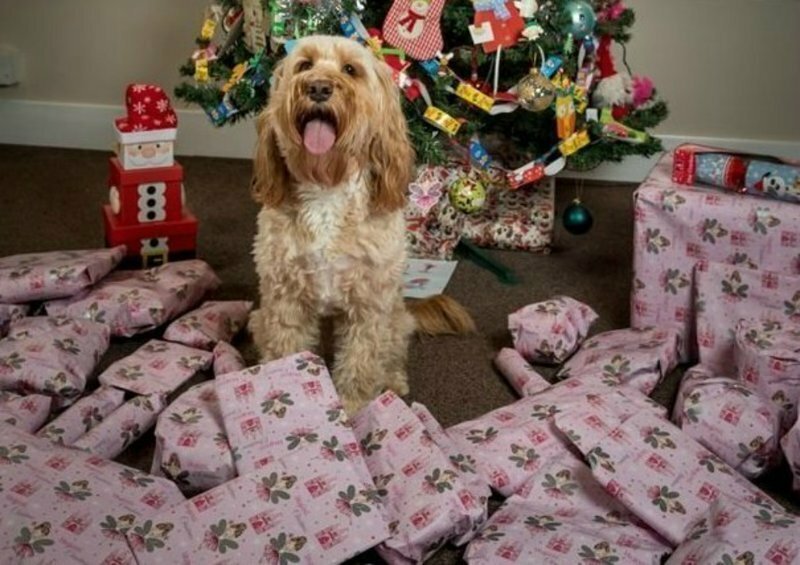 Британская собака получила на Рождество 68 подарков на £1000