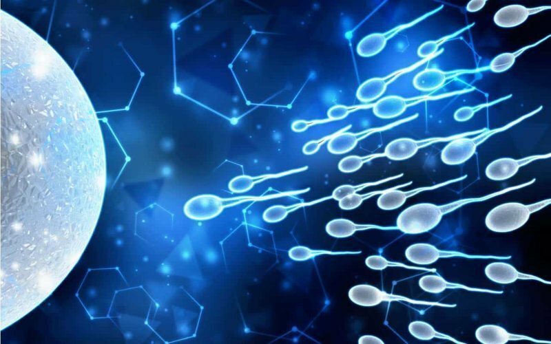 Ученые прошли полпути до получения искусственных сперматозоидов