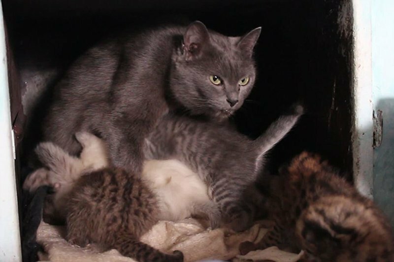 5 диких дальневосточных котят «УСЫНОВИЛА» обычная кошка. и живут они все теперь в печке!