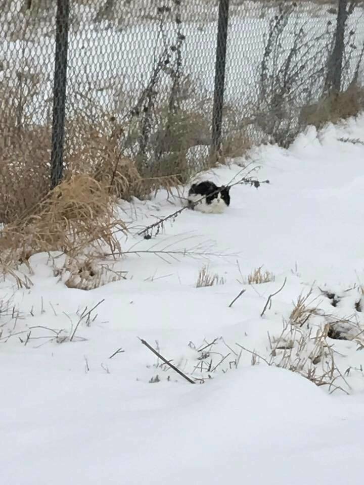 “ОНА словно окаменела!” одинокая кошка замерзала на дороге в суровый мороз