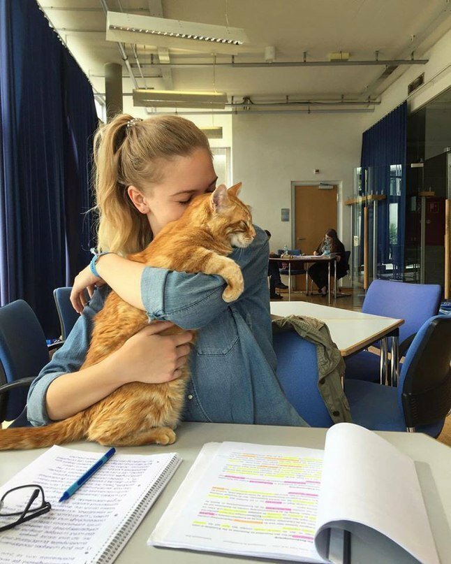 Котик приходит в универ каждый день спасать студентов обнимашками